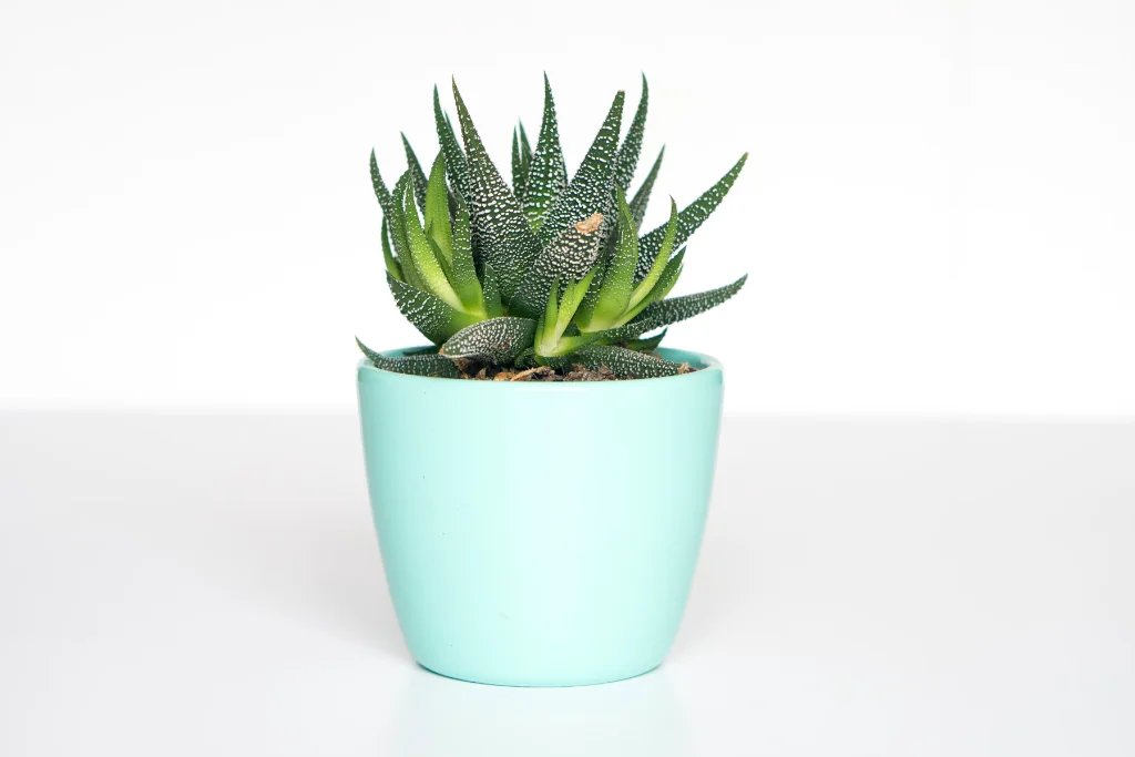 E-Commerce-Erfahrung